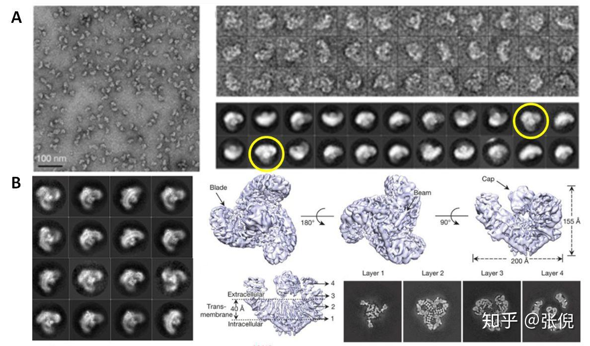 有趣的风扇形蛋白:piezo离子通道的结构和功能