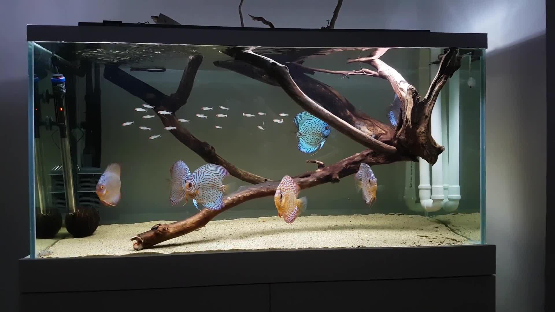 这个鱼缸太让人喜爱了,对这种缸内无任何器材的鱼缸毫无抵抗力