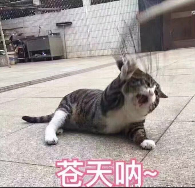 不失沙雕的文案,不失沙雕的文案短句