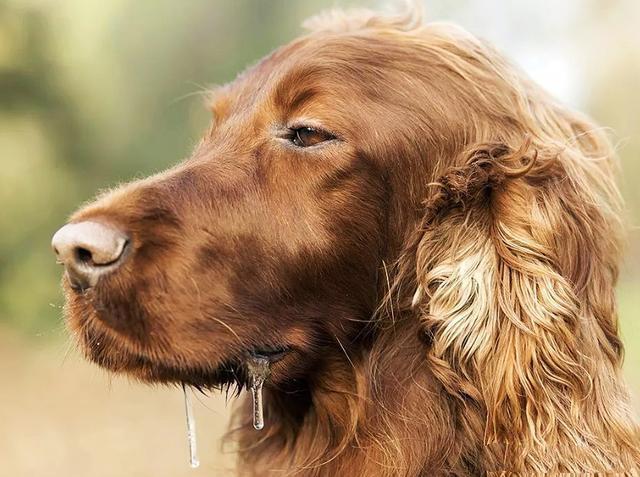 狗狗出现这5种迹象再不降温就晚了