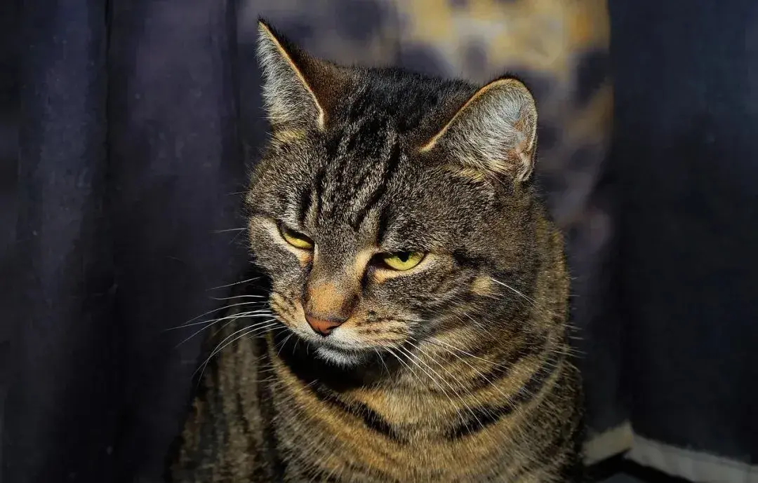 中国本土猫咪到底有几个品种