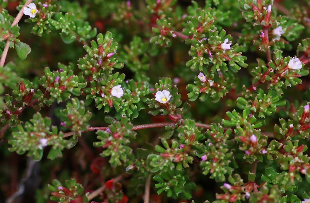 国家Ⅱ级珍稀濒危物种荒漠地带特有的瓣鳞花