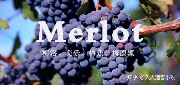 梅洛丨merlot紅葡萄酒中的王后