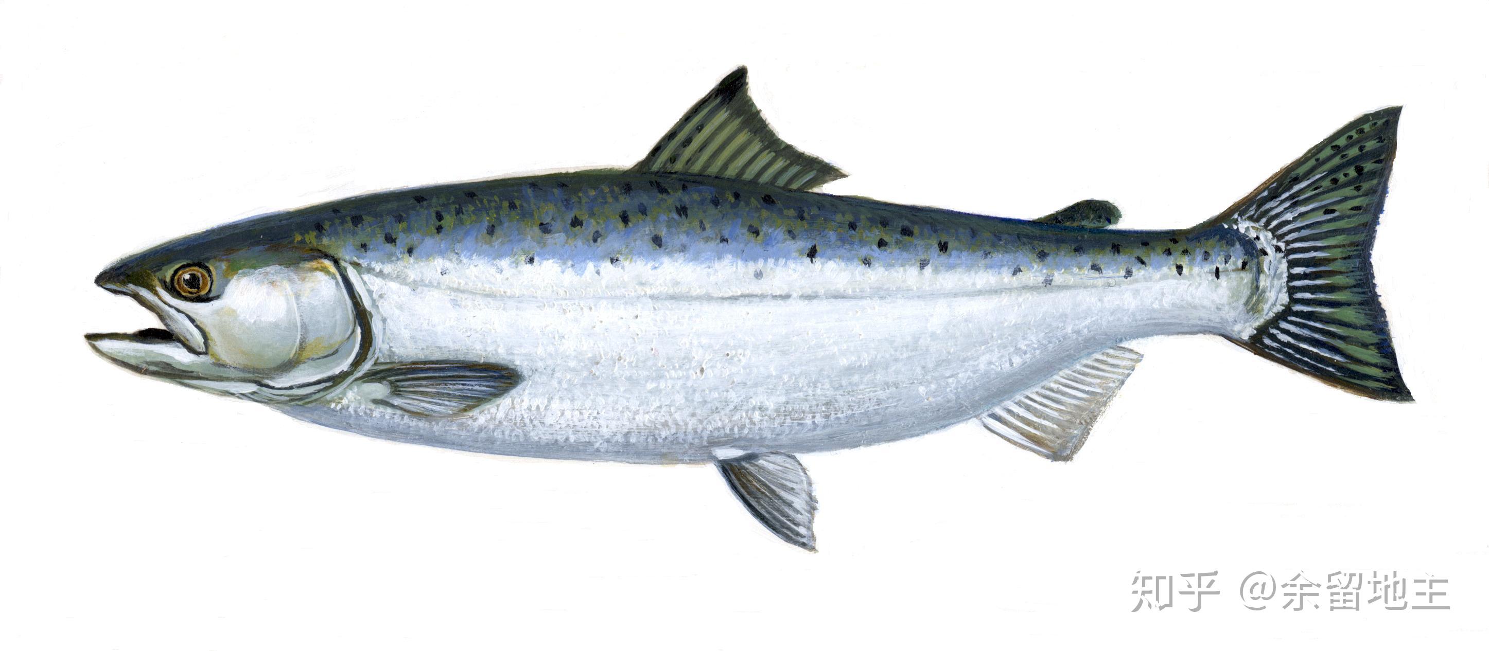 sockeye salmonchinook salmon对于三文鱼和其它冷水海鲜的爱好者来说