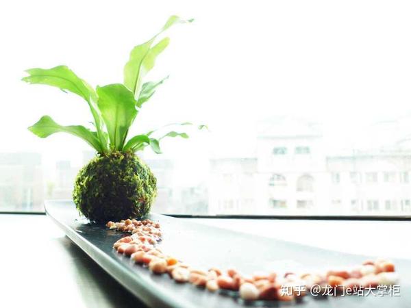 能给你带来好心情的室内绿色小盆栽 知乎