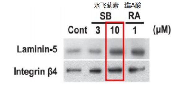 震惊护肝神器水飞蓟素竟然还有这种妙用