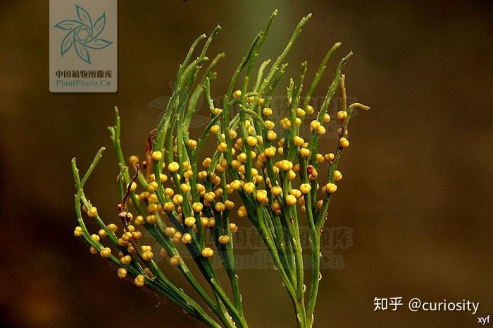 如何判断蕨类植物? - 知乎