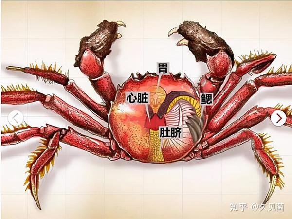 为何说蟹心“极寒”不能吃？龙虾、鱼也是水生，却无“极寒”部位 - 知乎