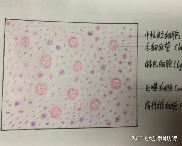 成纤维细胞实验绘图图片
