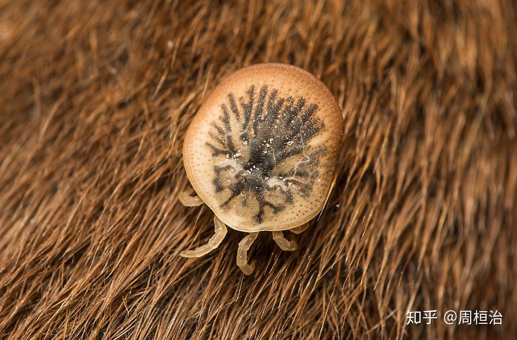 求助这是什么虫子圆圆扁扁的会吸血吗