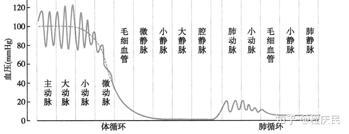 血压与流体力学的伯努利方程