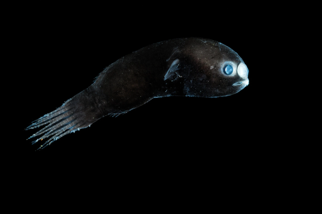 自然界同居的终极形态雌雄鮟鱇合为一体