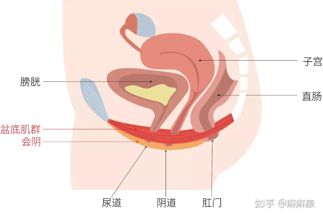 高跟鞋能锻炼盆底肌吗产后多久能穿高跟鞋