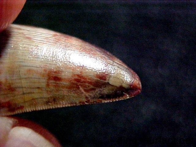 钦迪龙牙齿化石(边缘有锋利的锯齿)钦迪龙喜欢在森林边缘活动,寻机