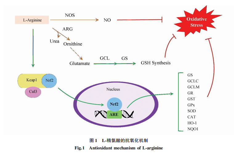 awsg愛保信biotech人體精氨酸抗氧化作用機制