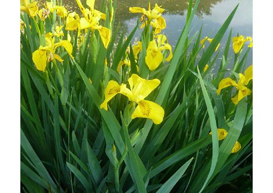水生植物黄花鸢尾