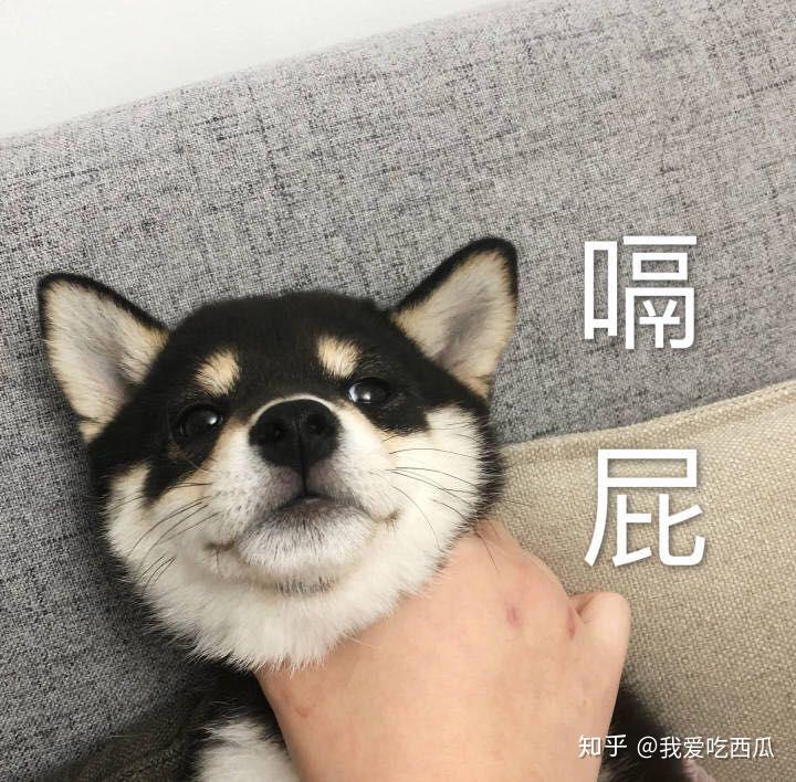 有没有戴眼镜的狗头头像? - 知乎