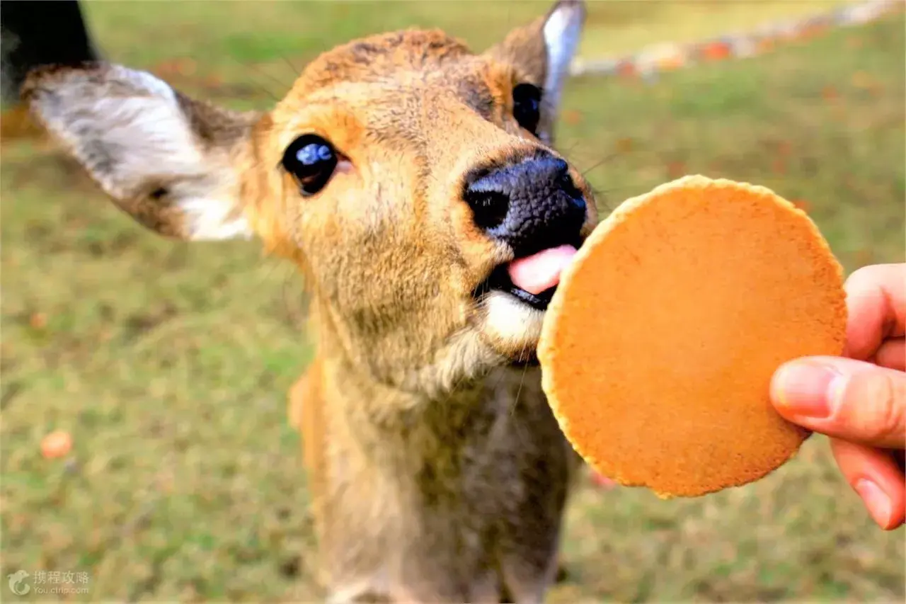 成群嬉戏于公园里的鹿,因与春日大社流传的白鹿传说有关而受到保护,且