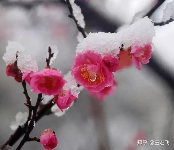 七律.冬梅傲雪 - 知乎