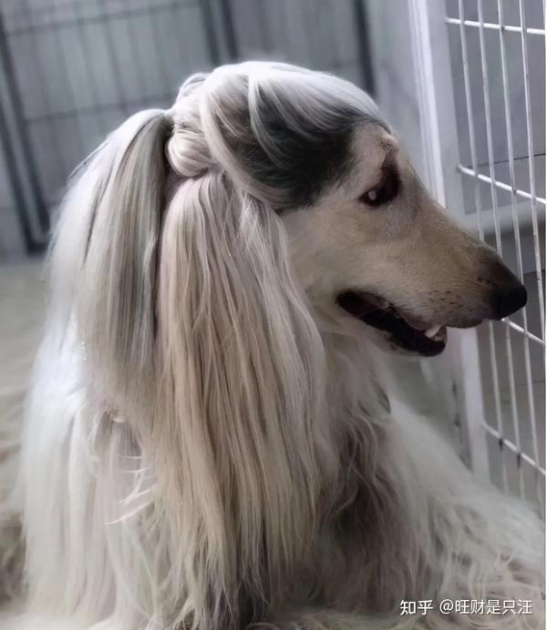 唯一可以入住五星级酒店的"阿富汗猎犬",竟是傻狗?