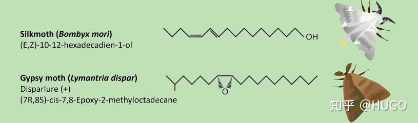 神奇的分子 雄烯酮（Androstenone） 能让狗停止吠叫的猪信息素 - 知乎