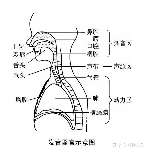 (1)構音器官:下頜,唇,舌,牙齒,硬顎,軟顎,口腔,咽腔,鼻腔等.