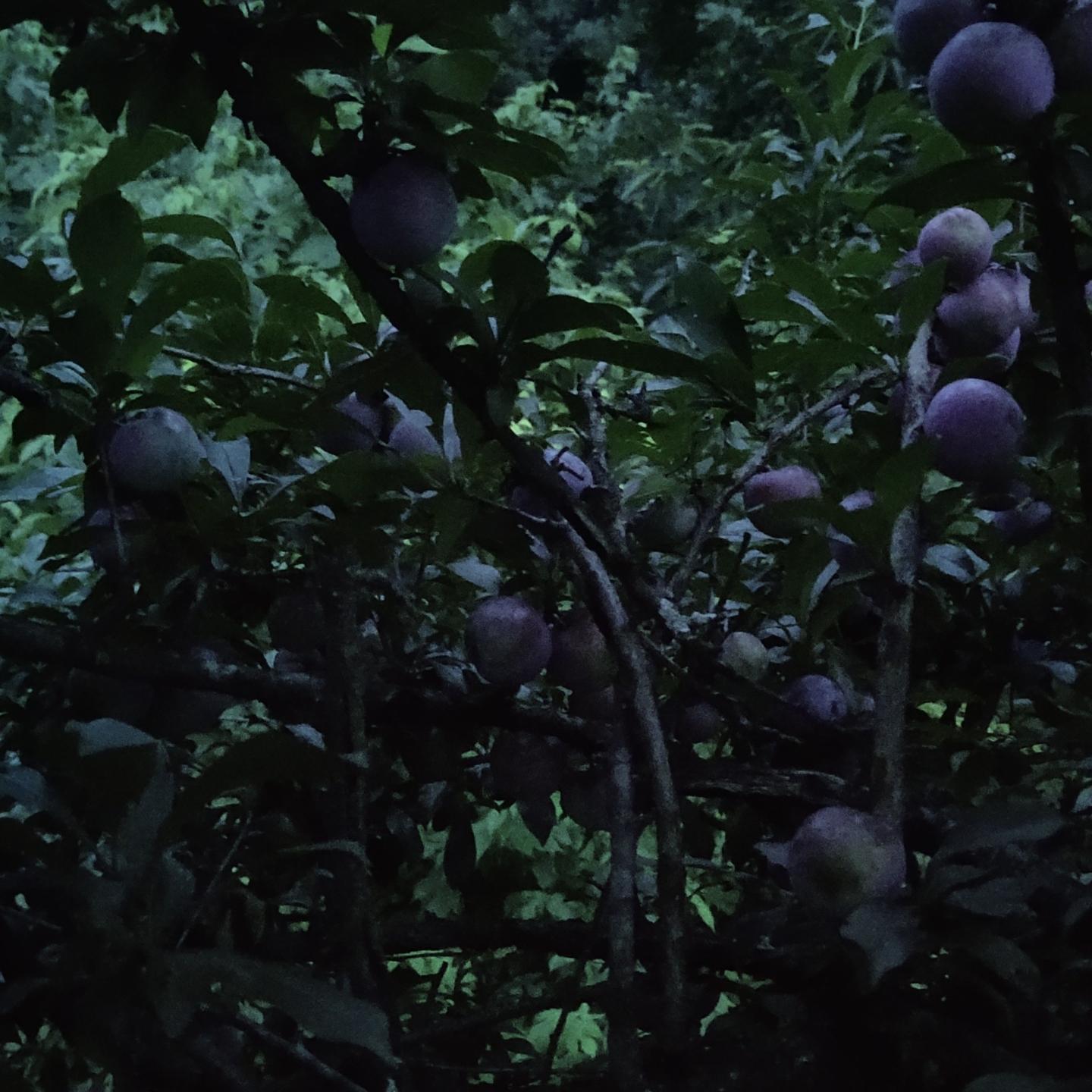 欧维