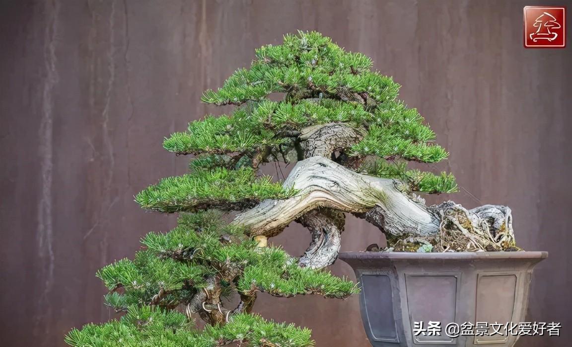 飘枝,让盆景自然如画 - 知乎