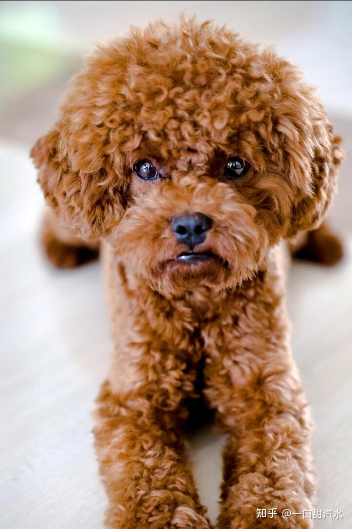 如何挑选到健康的泰迪犬