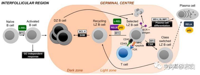 gc後邊緣區的記憶b細胞縱隔大b細胞淋巴瘤(mediastinal large b cell