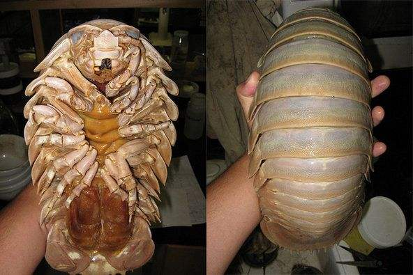 大王具足虫,又名巨型深海大虱,巨型等足虫,成年后的体长可达19-37厘米