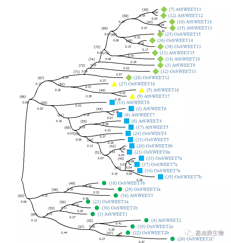 如何轻松画出好看的蛋白进化树 - 知乎