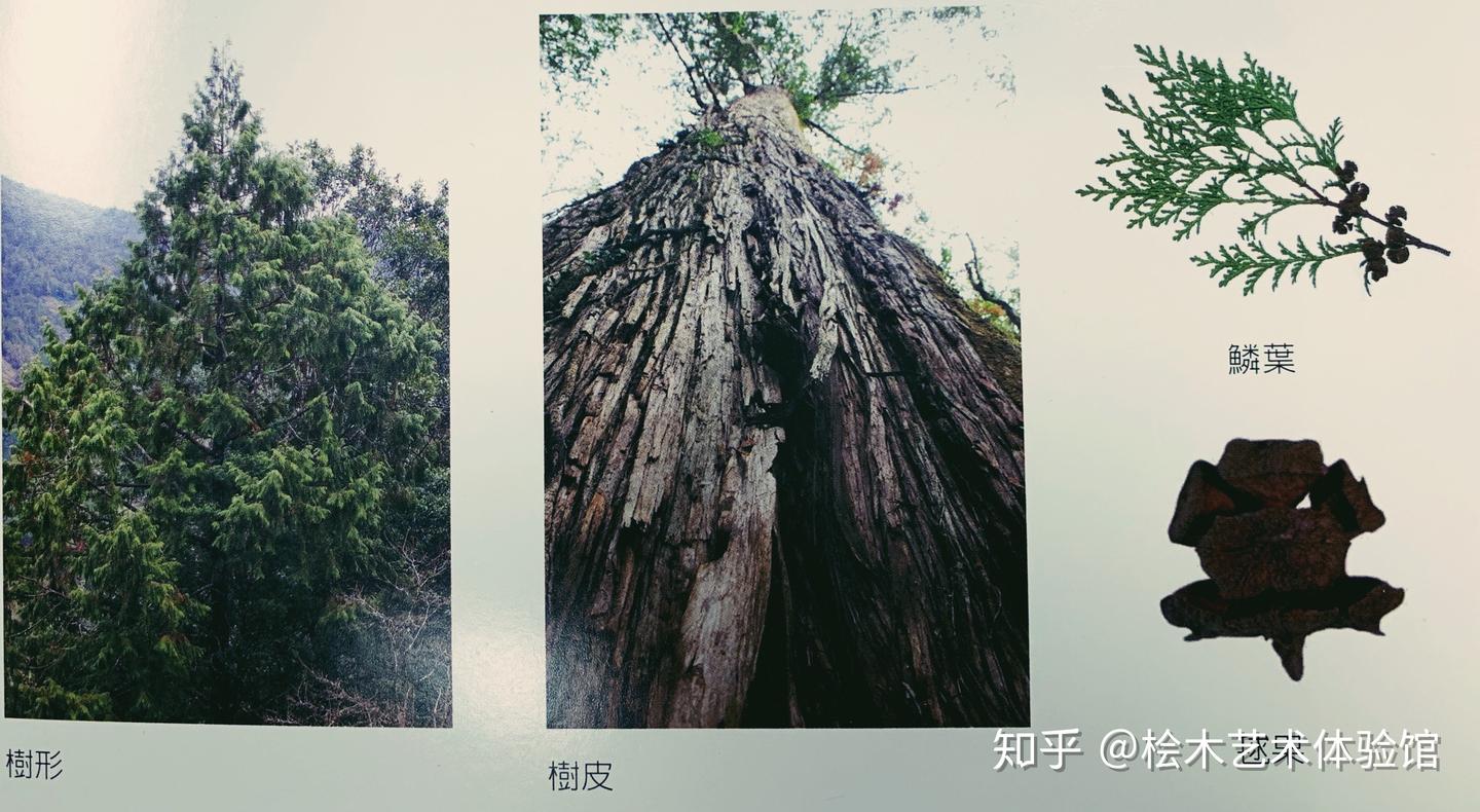 桧木艺术体验馆-玥瑞祥之台湾桧木的特征： - 知乎