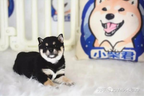 黑柴贵吗?黑色柴犬多少钱一只 - 知乎