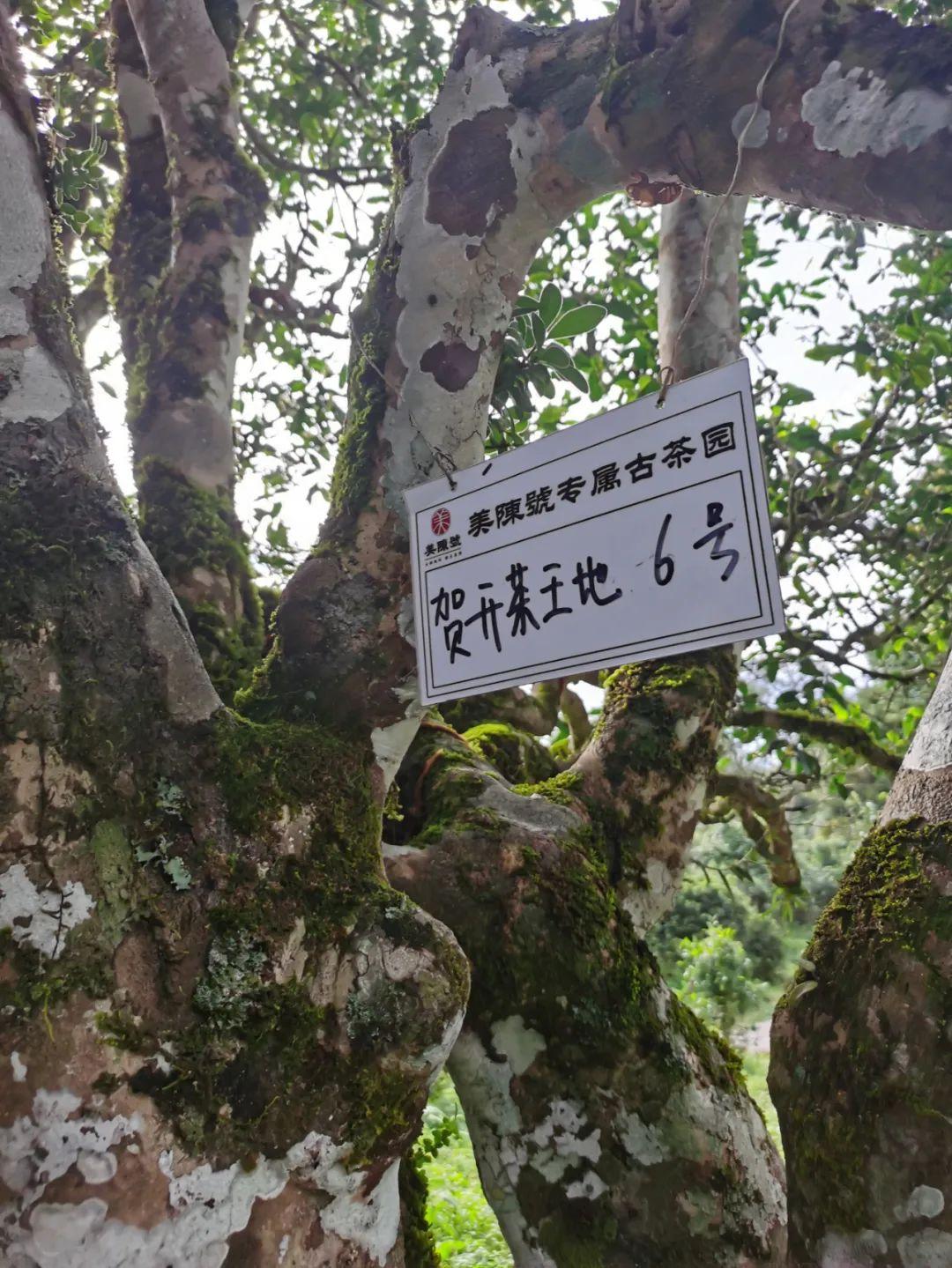 万亩古茶园,千年古茶树|贺开茶王地古树茶 - 知乎