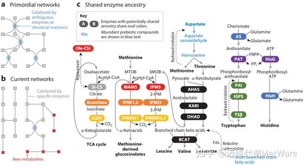 植物代谢组 | 植物的代谢起源及进化 - 知乎
