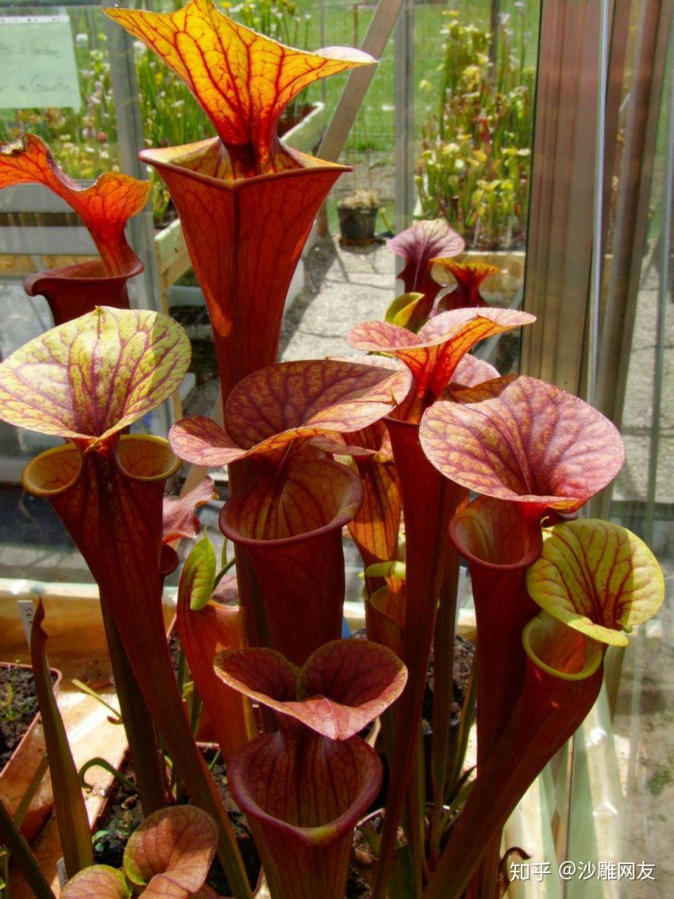 本文章专门介绍黄瓶子草