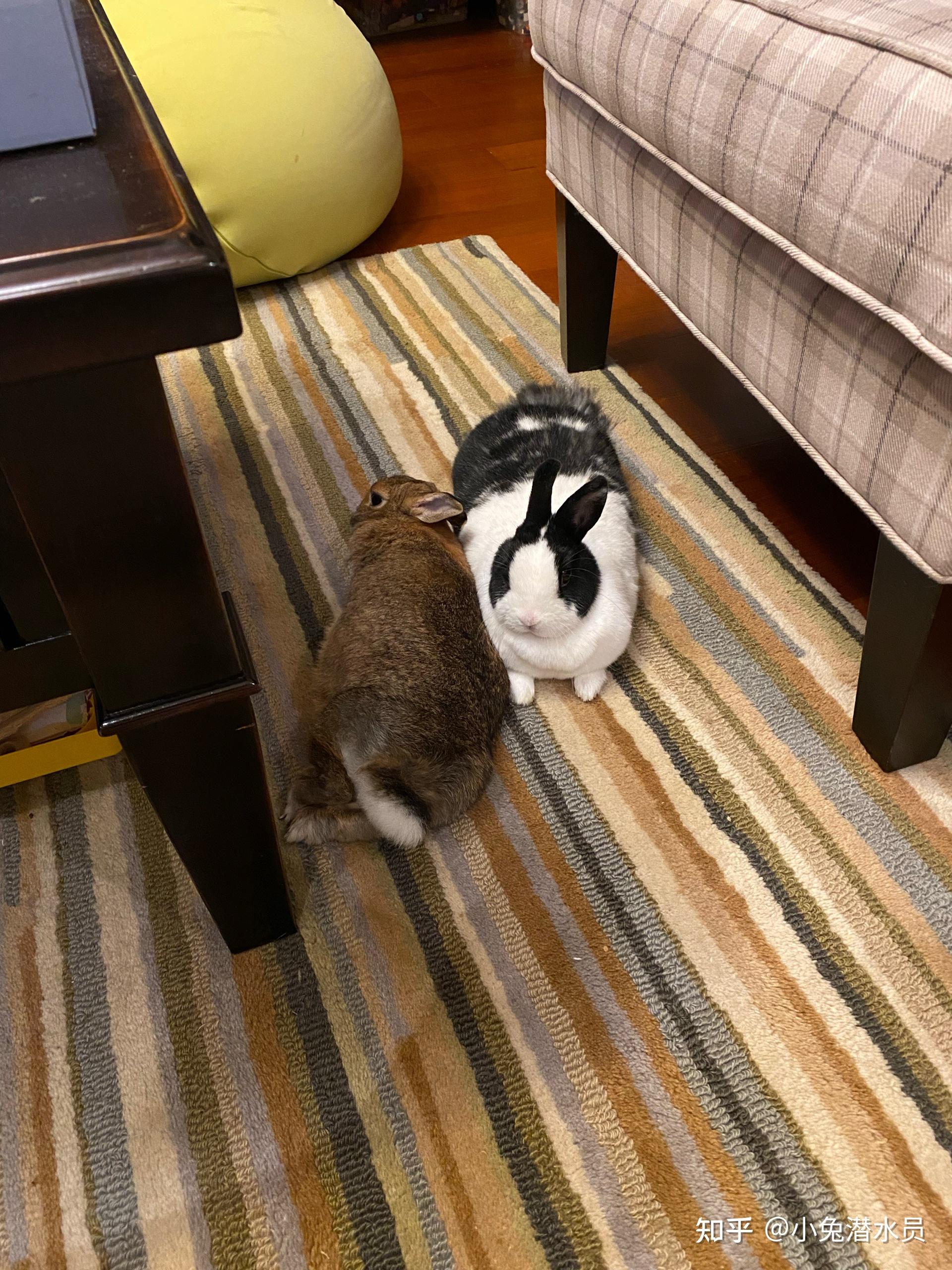 兔兔之间相互交流的 15 种方式