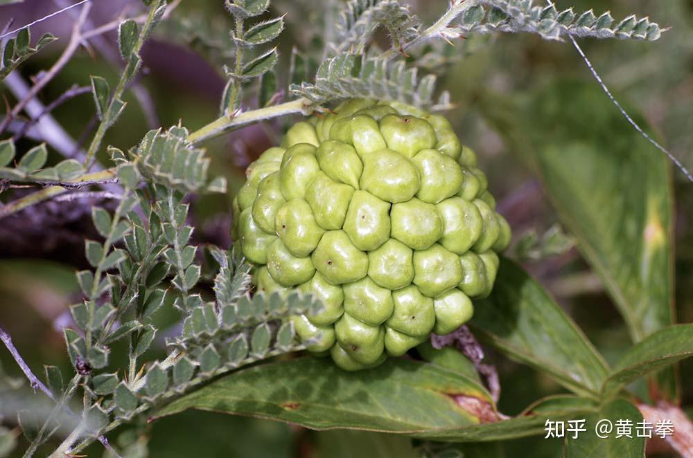 图片拍于c藏日喀则宗山的城墙下,曾一度错误地识为南星或黄苞南星之类