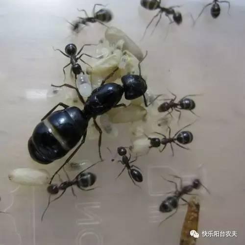 不用农药轻松消灭危害阳台菜园的蚂蚁