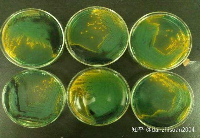 弧菌会给小龙虾带来什么危害？如何防控弧菌？ - 知乎