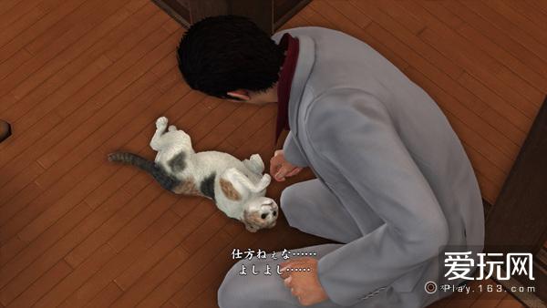 一日吸猫终生戒猫 佛系玩家撸猫指南 知乎