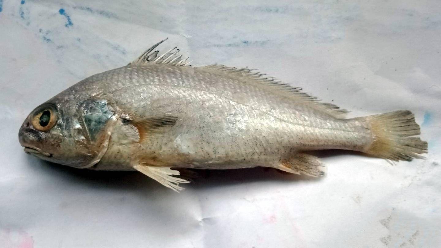 您可能吃到了假鱼闲聊黄花鱼