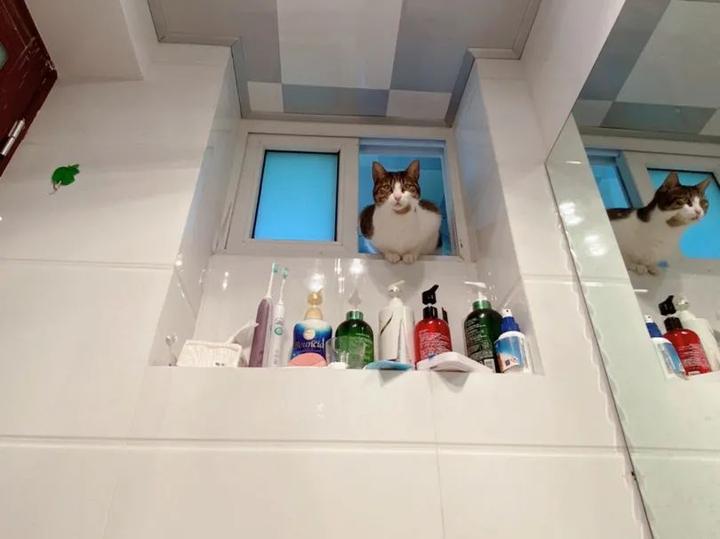 猫为什么会在人上厕所时跟着去? 5 v2 45390cdc3f66b61f51f9f9435251da28 720w