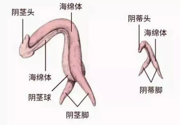 女生的音蒂和男生丁丁都源于胚胎发育期的生殖结节,且本身都是海绵体