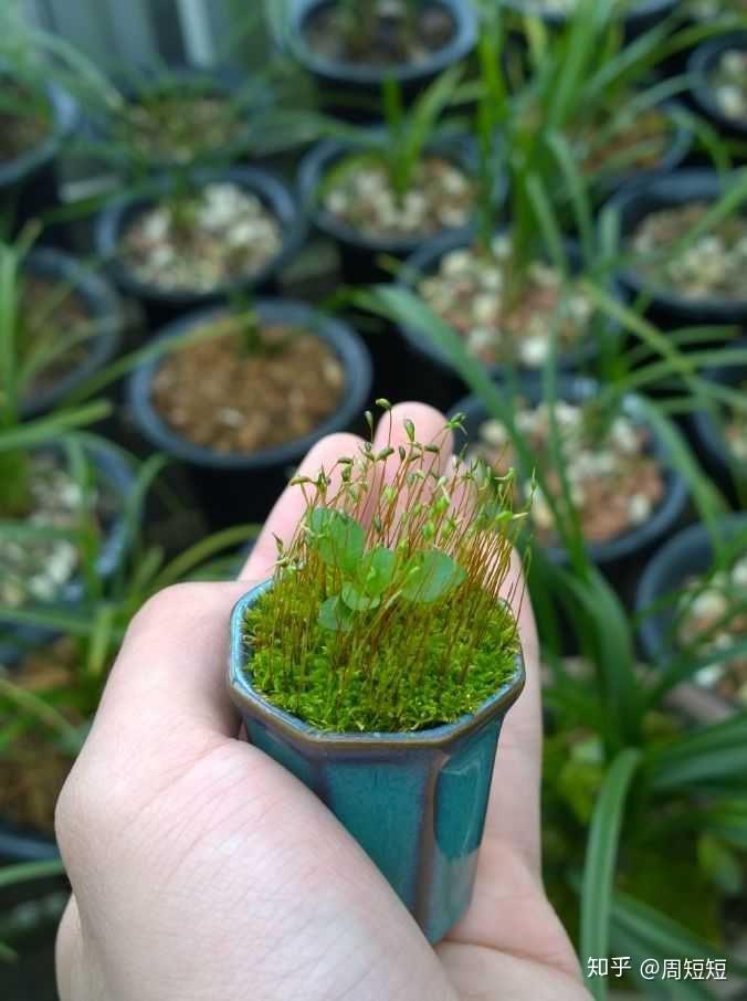 多肉小花盆可以栽其他的什么花 v2-453e842534fd009a6c3e70b78b48c7df_r.jpg