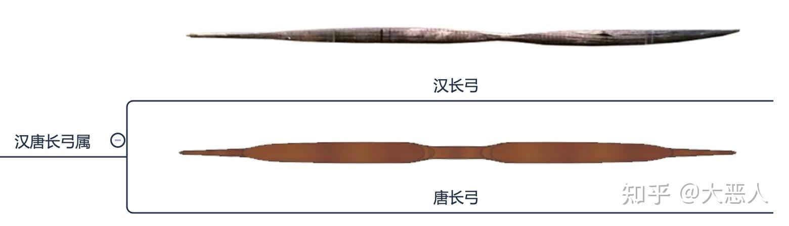 汉唐长弓属 - 知乎