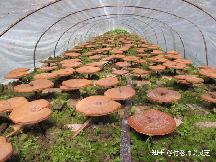 中国药用菌物栽培的历史 - 知乎