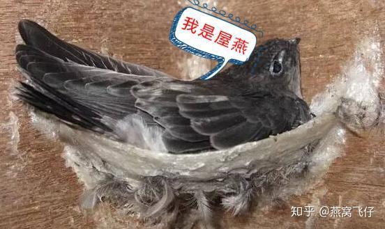 市面上,初盏,贡盏,福盏,天盏 龙盏 如意盏,喜盏,龙蛇盏,土豪盏,飞天盏