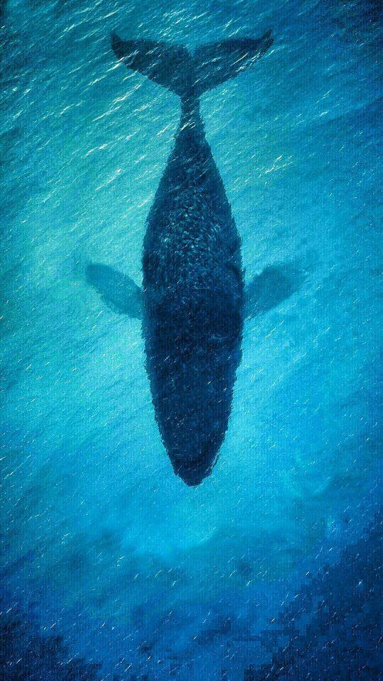 当然是这个了,一直喜欢大海喜欢蓝鲸.